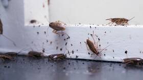 Чем выводить тараканов в Слата